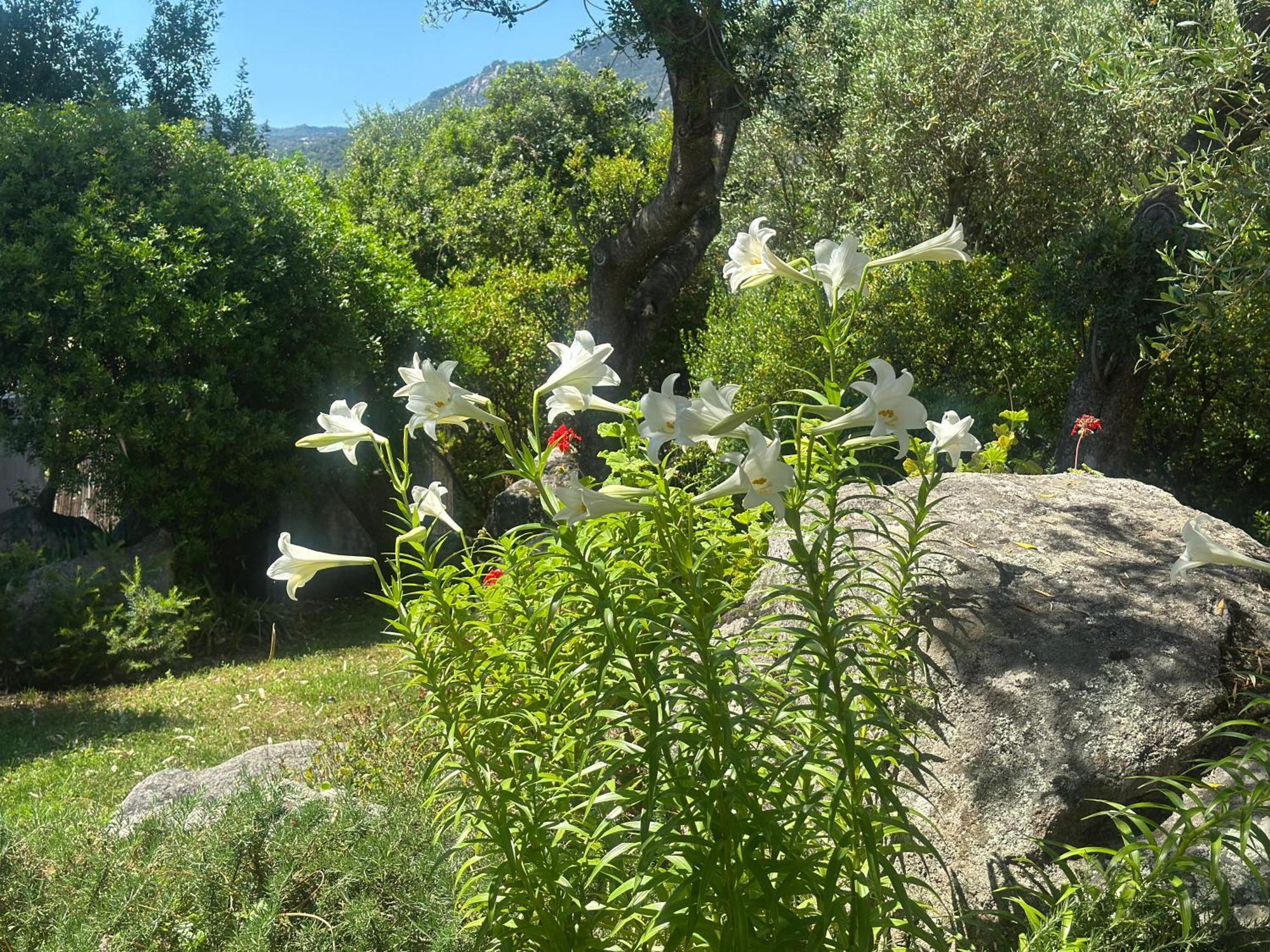Casa Vacanze Olbia - Alebea - Екстер'єр фото